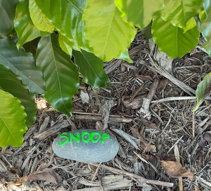 Coffee Plant Contribution