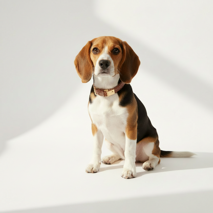 Give a Shelter Dog a Groom